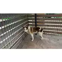Foto dell\'animale Comune di Marzano di Nola - 380260042480375