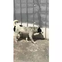 Foto dell\'animale Comune di Volla - 380260170299707
