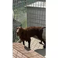 Foto dell\'animale Comune di Sant'Anastasia - 380260044783295