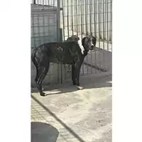 Foto dell\'animale Comune di Sant'Anastasia - 380260044902618