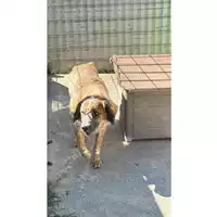 Foto dell\'animale Comune di Saviano - 380260044906051