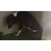 Foto dell\'animale Comune di San Martino Valle Caudina - 380260044947011