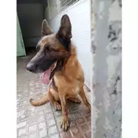 Foto dell\'animale Comune di Mugnano del Cardinale - 380260044962625