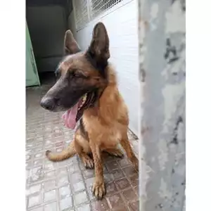 Comune di Mugnano del Cardinale - 380260044962625