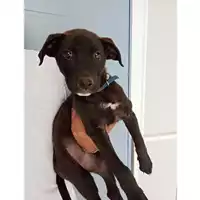 Foto dell\'animale Comune di Sant'Anastasia - 380260044972644