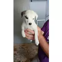Foto dell\'animale Comune di Volla - 380260044786370