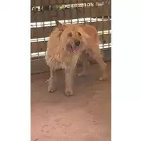 Foto dell\'animale Comune di Melito di Napoli - 380260160685391