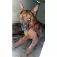 Foto dell\'animale Comune di Avella - 380260044958184