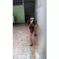 Foto dell\'animale Comune di Avella - 380260044970452