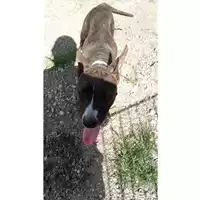 Foto dell\'animale Comune di Sant'Anastasia - 380260044786605