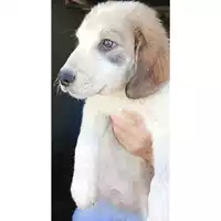 Foto dell\'animale Comune di Lauro - 380260044957994