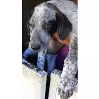 Foto dell\'animale Comune di Lauro - 380260044957948
