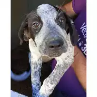 Foto dell\'animale Comune di Lauro - 380260044962649