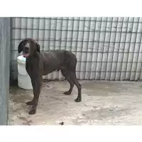 Foto dell\'animale Comune di Avella - 380260044963114
