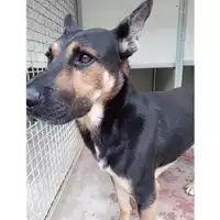 Foto dell\'animale Comune di Lauro - 380260044957826
