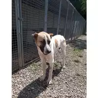 Foto dell\'animale Comune di Bagnoli Irpino - 380260044964425