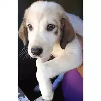 Foto dell\'animale Comune di Lauro - 380260044957905