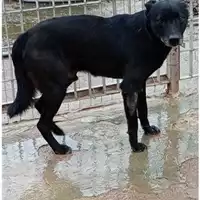 Foto dell\'animale Comune di Avella - 380260043144161