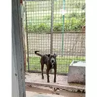 Foto dell\'animale Comune di Sant'Anastasia - 380260160125292