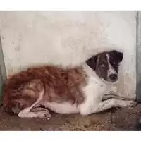Foto dell\'animale Comune di Bellona - 380260045134951