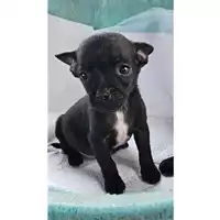 Foto dell\'animale Comune di Lauro - 380260044969010