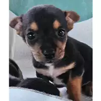Foto dell\'animale Comune di Lauro - 380260044969105
