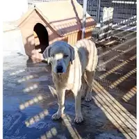 Foto dell\'animale Comune di Bagnoli Irpino - 380260044968596