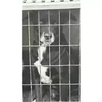 Foto dell\'animale Comune di Sant'Anastasia - 380260044783576