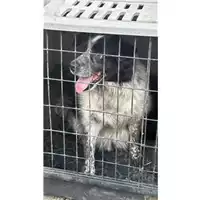 Foto dell\'animale Comune di Sant'Anastasia - 380260044783886