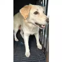 Foto dell\'animale Comune di Tufino - 380260044973311
