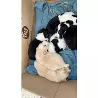 Foto dell\'animale Comune di Tufino - 380260044973106