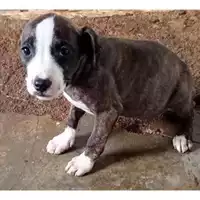 Foto dell\'animale Comune di Sant'Anastasia - 380260044905707