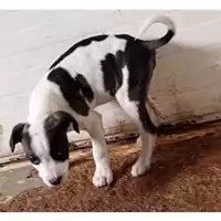 Foto dell\'animale Comune di Sant'Anastasia - 380260044906008