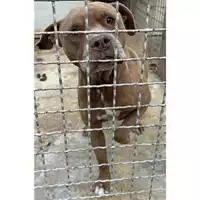 Foto dell\'animale Comune di Lauro - 380260170327028