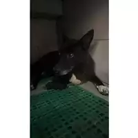 Foto dell\'animale Comune di Tufino - 380260044905663
