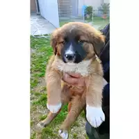 Foto dell\'animale Comune di Lauro - 380260045192509
