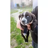 Foto dell\'animale Comune di Lauro - 380260045191437