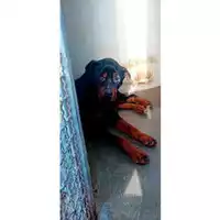 Foto dell\'animale Comune di Melito di Napoli - 380260160687714