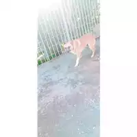 Foto dell\'animale Comune di Melito di Napoli - 380260160687713