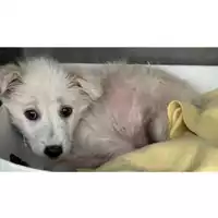 Foto dell\'animale Comune di Baiano - 380260045192189