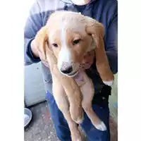 Foto dell\'animale Comune di Taurano - 380260045181843