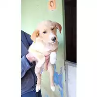 Foto dell\'animale Comune di Taurano - 380260045181448