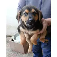 Foto dell\'animale Comune di Taurano - 380260045182074