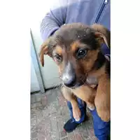 Foto dell\'animale Comune di Taurano - 380260045181489