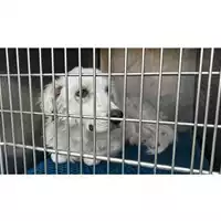 Foto dell\'animale Comune di Pago Del Vallo di Lauro - 380260044436743