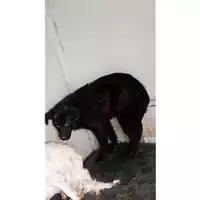 Foto dell\'animale Comune di Avella - 380260045231517