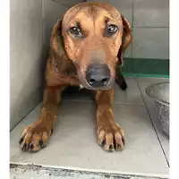 Foto dell\'animale Comune di Avella - 380260045232285