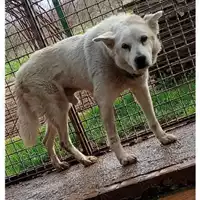 Foto dell\'animale Comune di Saviano - 380260044973497