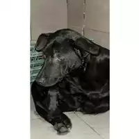 Foto dell\'animale Comune di Avella - 380260045232120