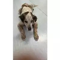 Foto dell\'animale Comune di Avella - 380260045232167
